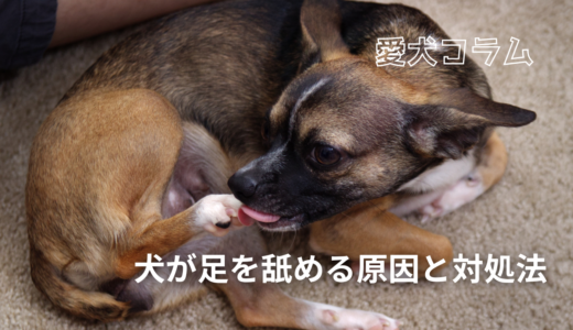 犬が足を舐める原因と対処法